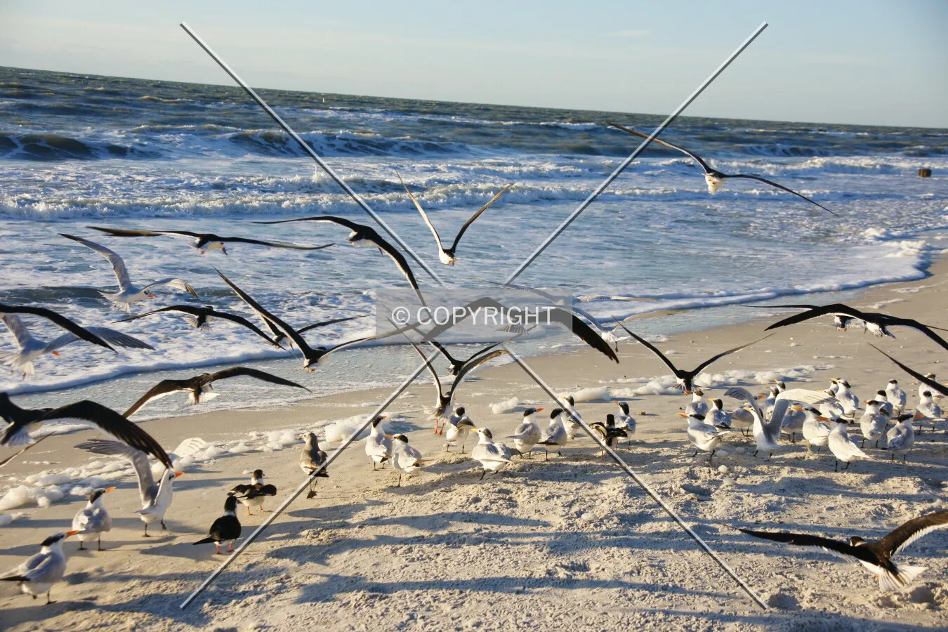 Photo 691-116-433