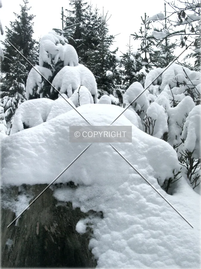 snowy fir trees