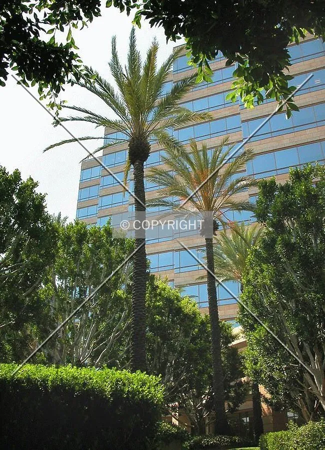 Palm trees basking in the southern California sun