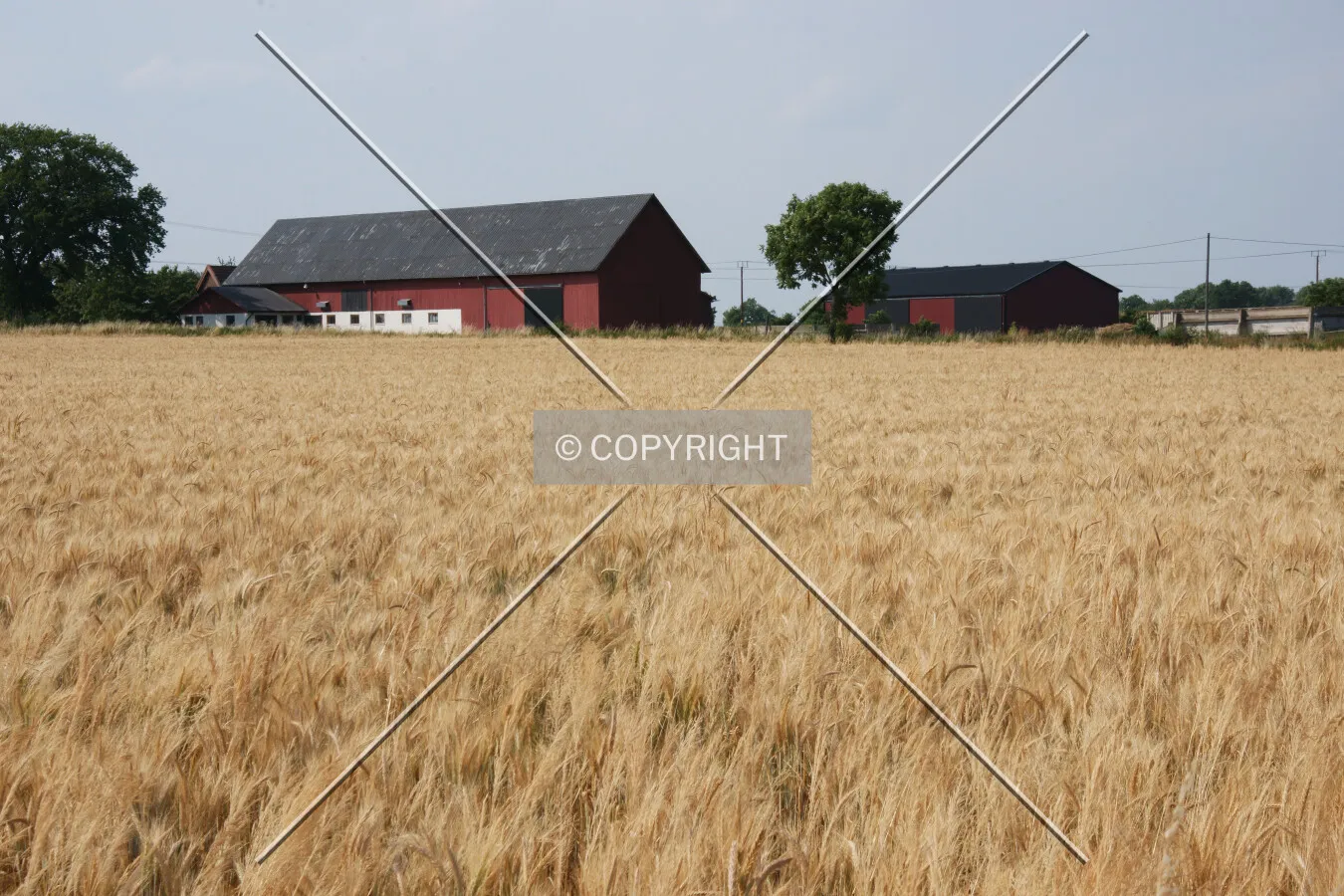 Two houses and a cornfield