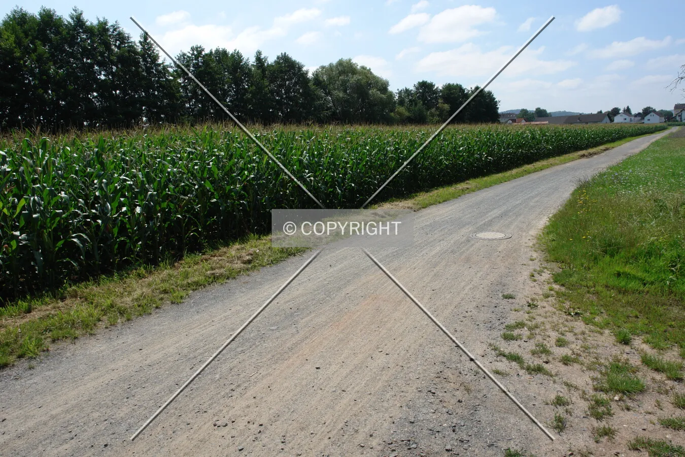 Cornfield and natural road