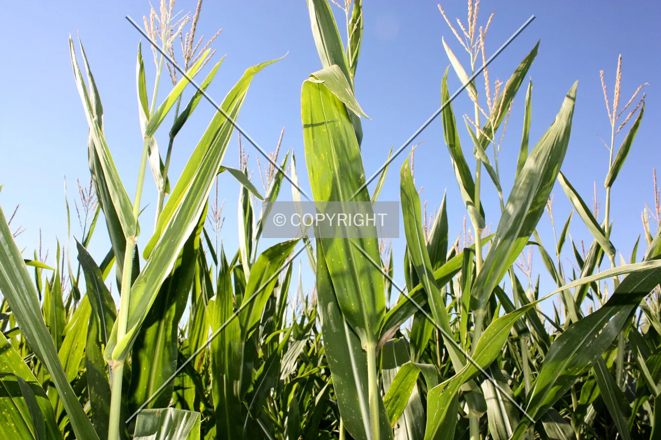 Looking up at corn stalks