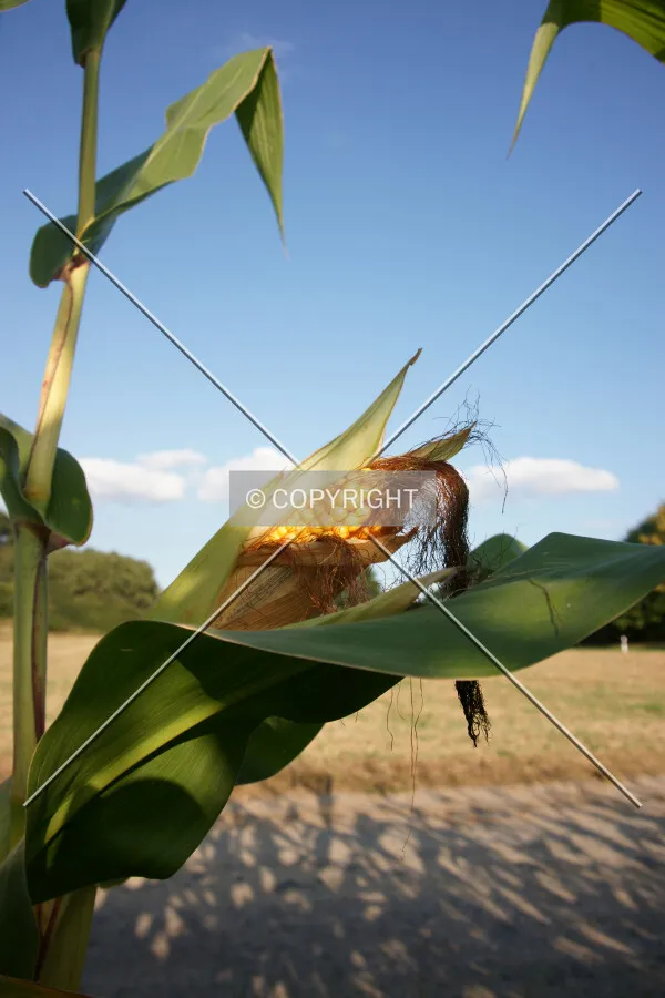 A corncob on a corn plant on a field