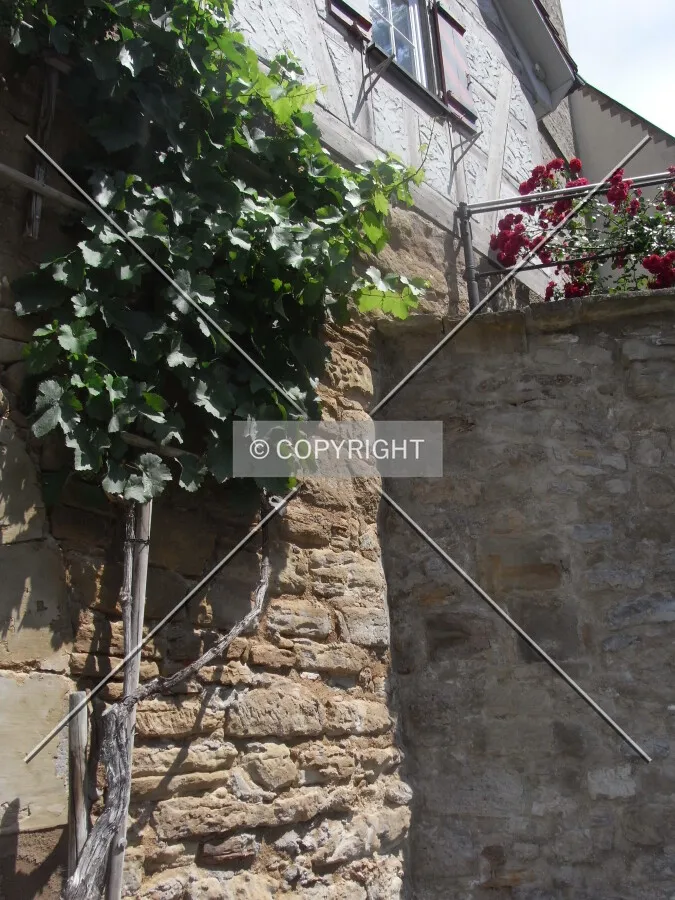 Wine on gate building of Alexanderkirche in Marbach
