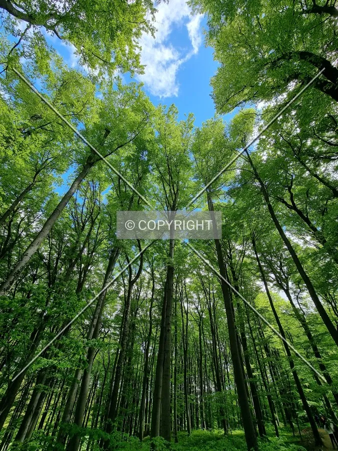 Simply trees in a forest