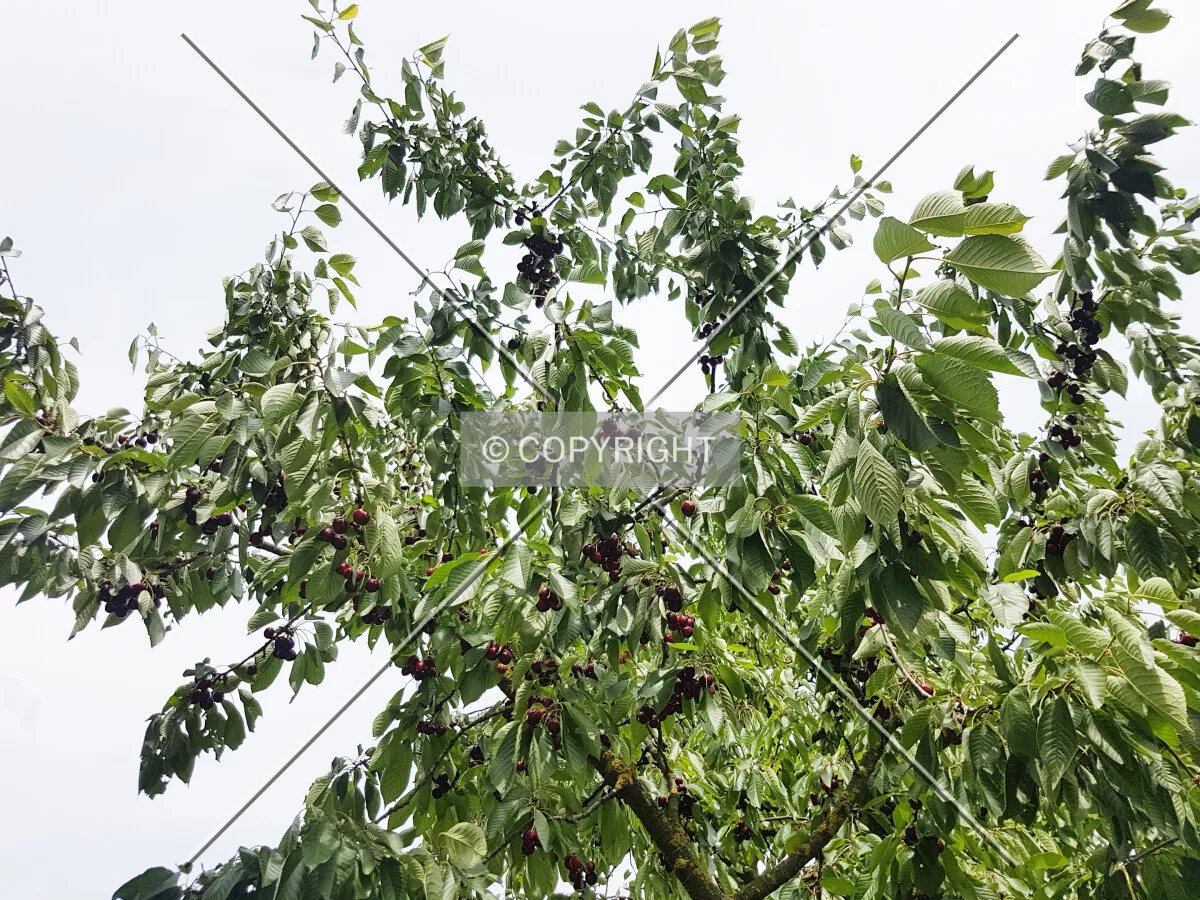 A cherry tree
