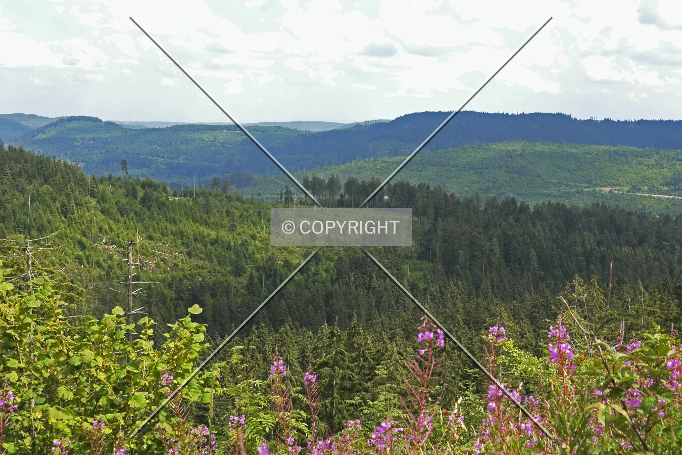 black forest, Germany