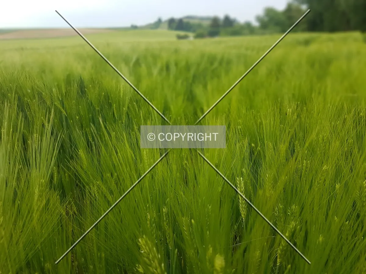 A green cornfield