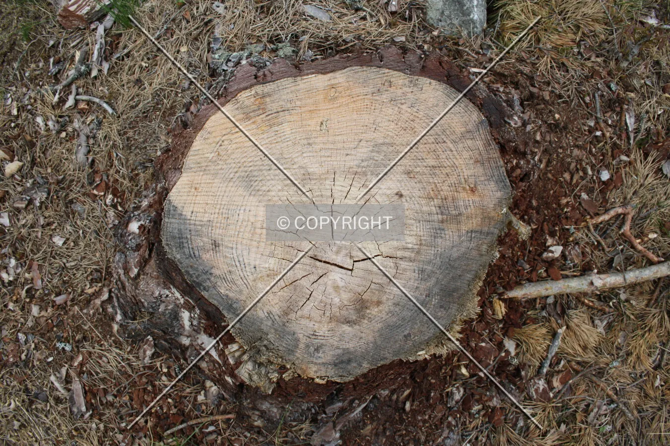 Stump of a tree - recently chopped