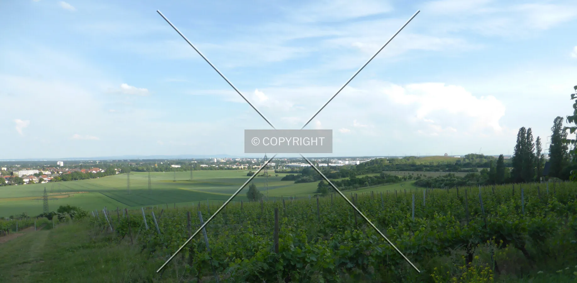 Vineyards around Flörsheim-Wicker