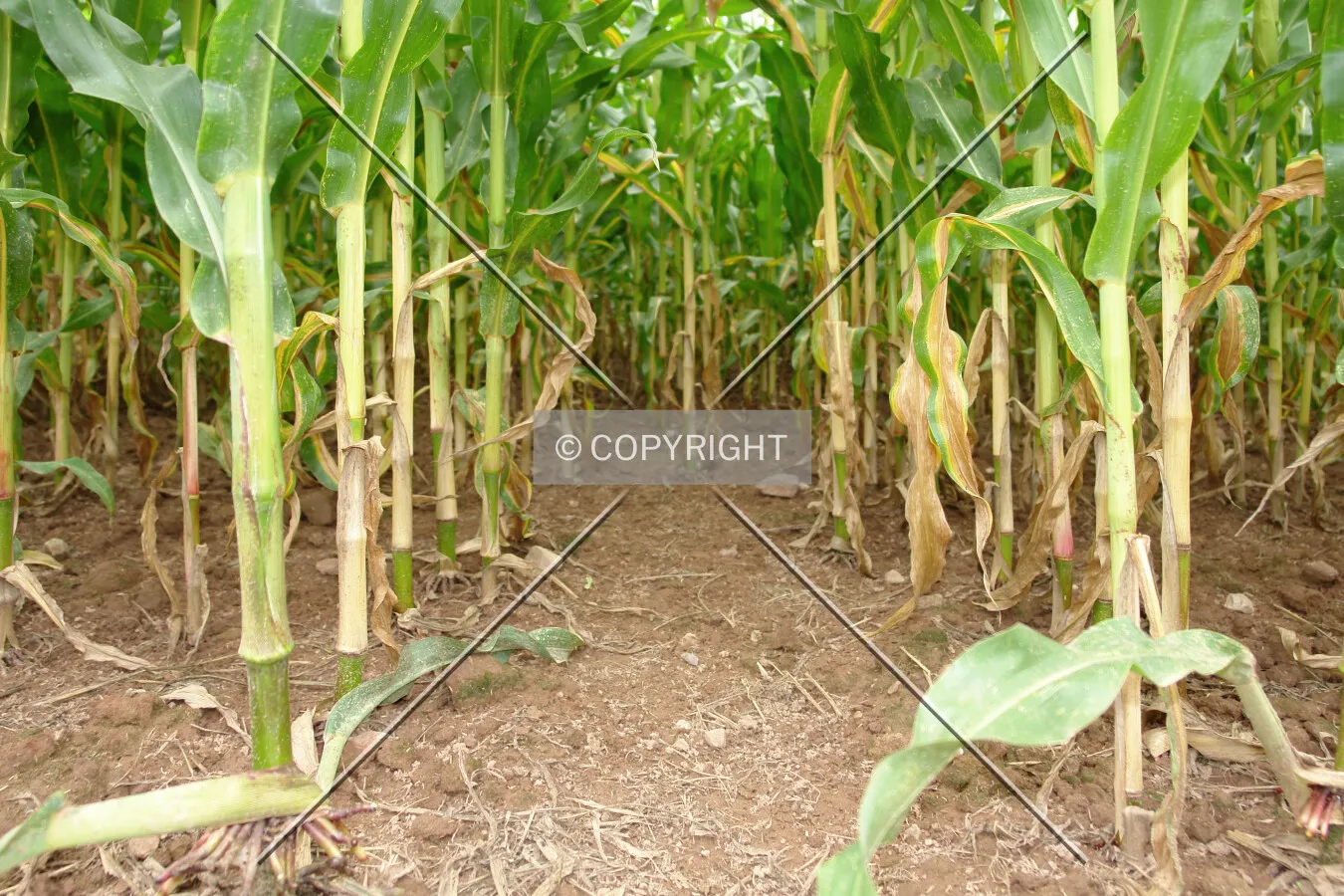 Corn field and ground