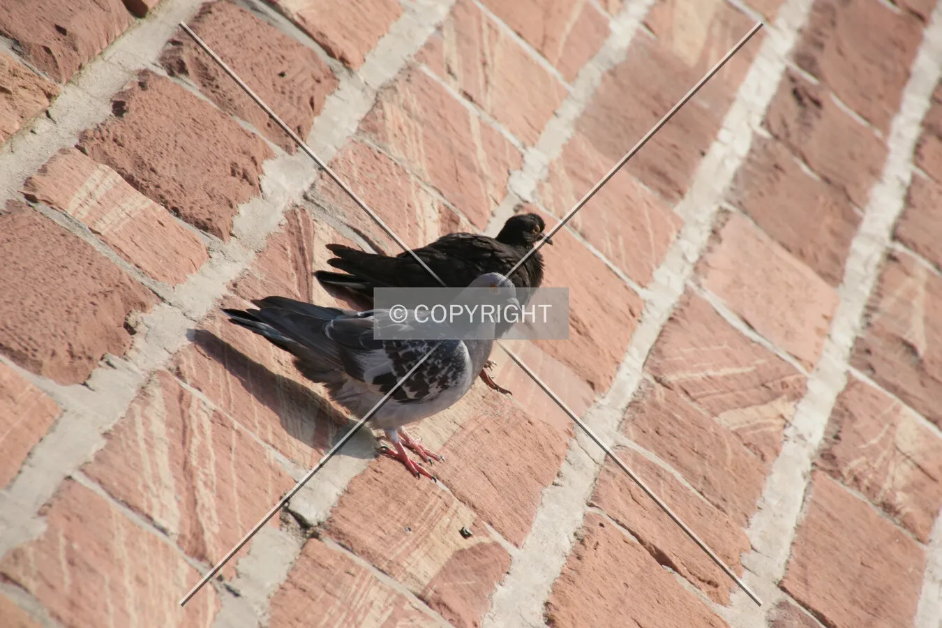 Two pigeons