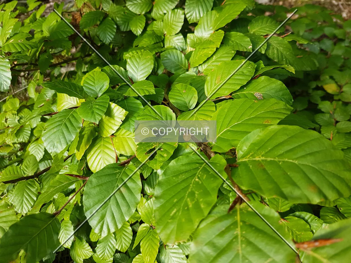 Photo 717-133-441