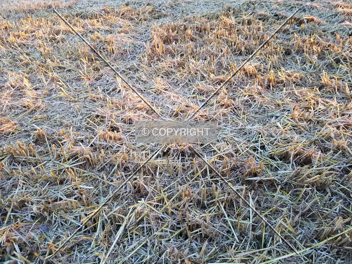 Straw
