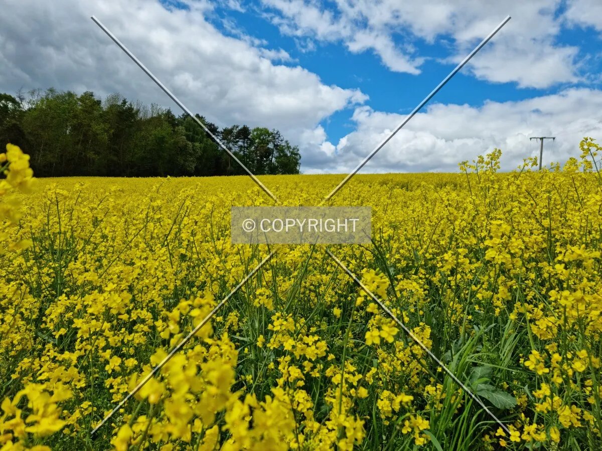 Photo 724-030-901