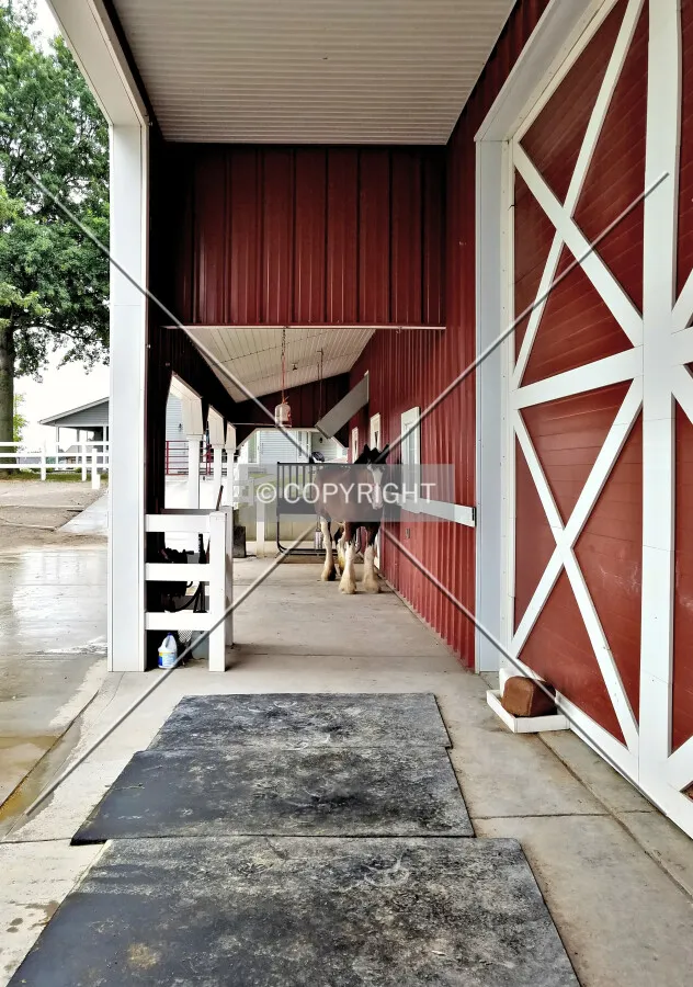 A horse in the front of the building; July 2, 2016