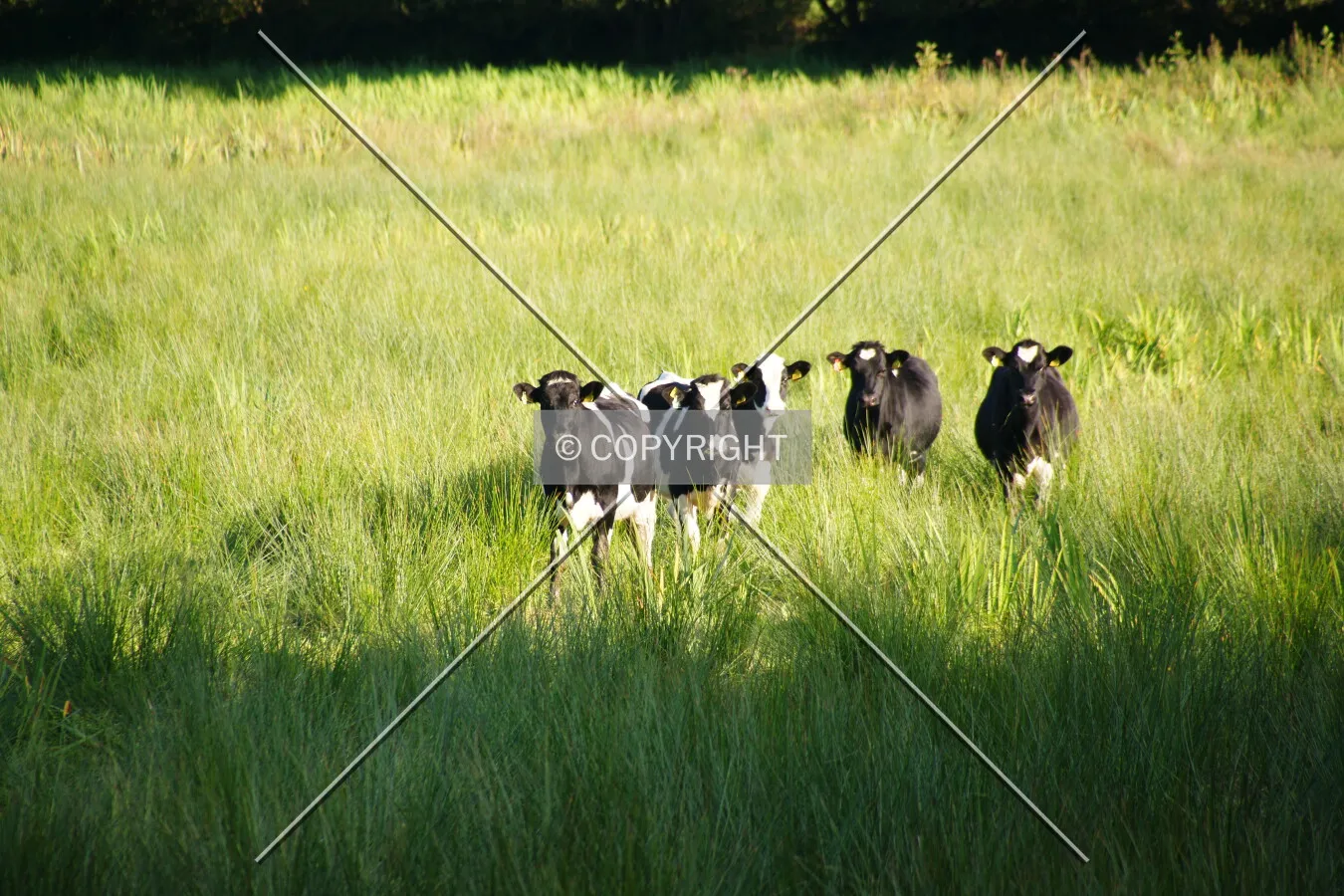 Cows looking towards the viewer