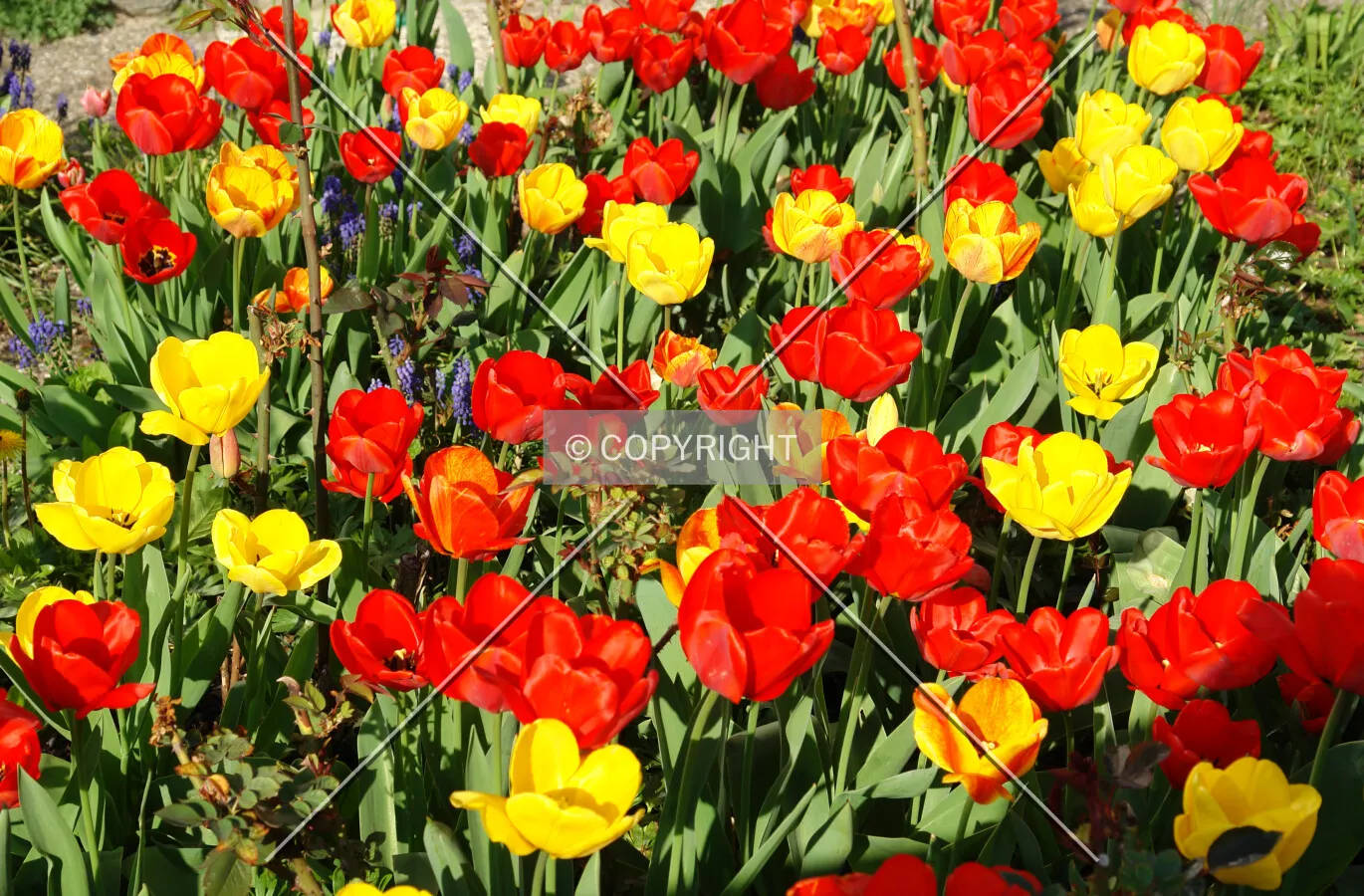 red an yellow tulips
