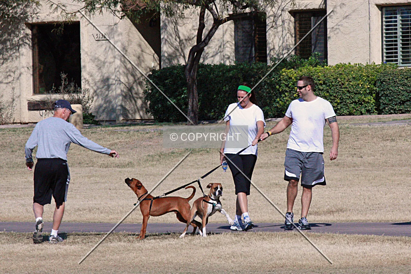 A couple walking their dogs