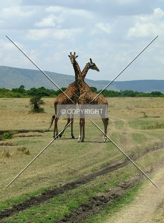 Two giraffes in masai mara