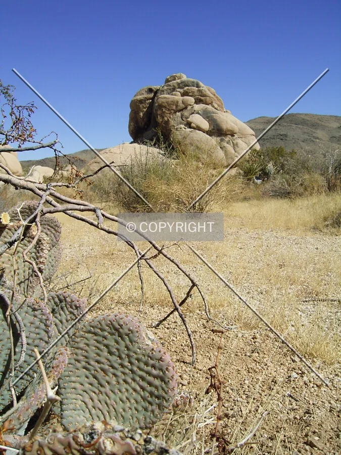 Cactus in dry landscape