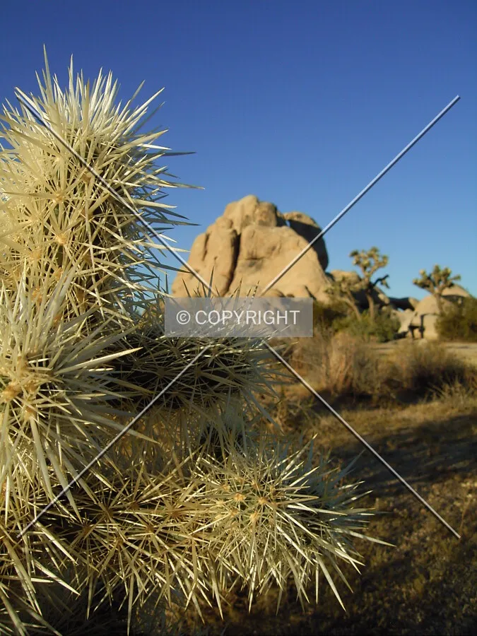 Cactus with rock in background