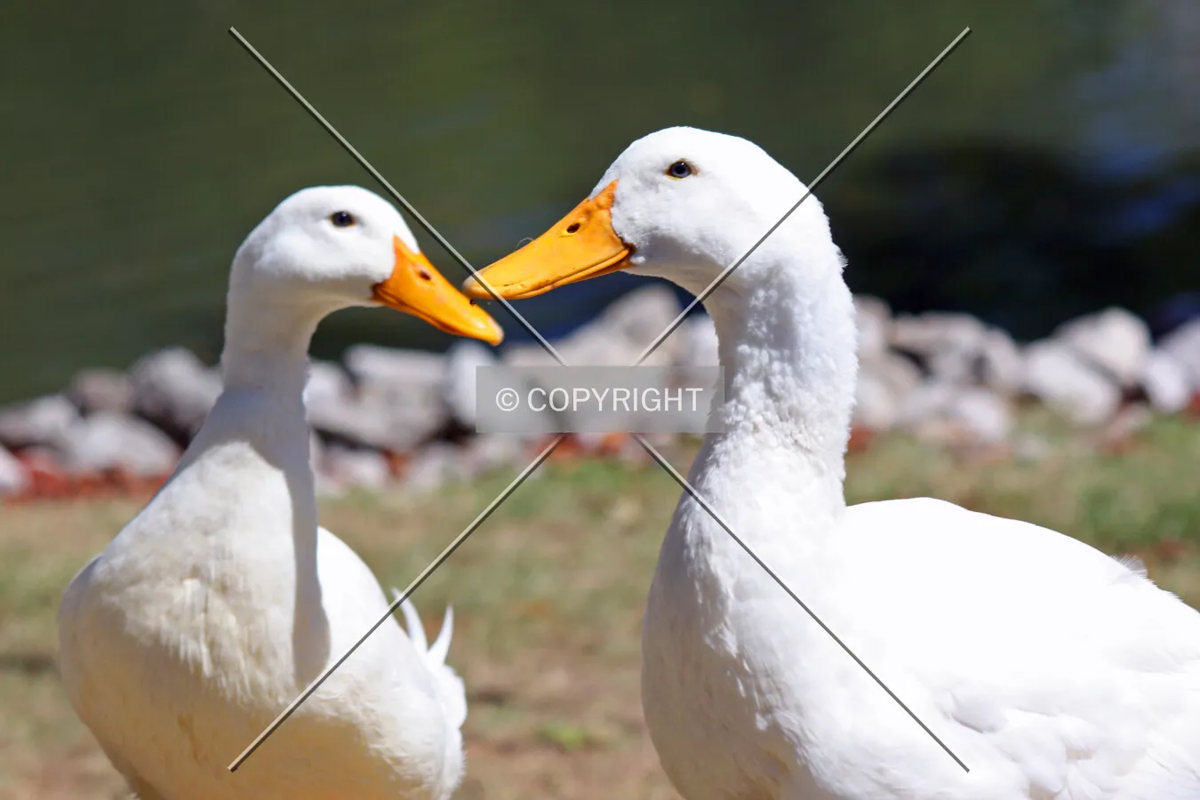 Two white ducks