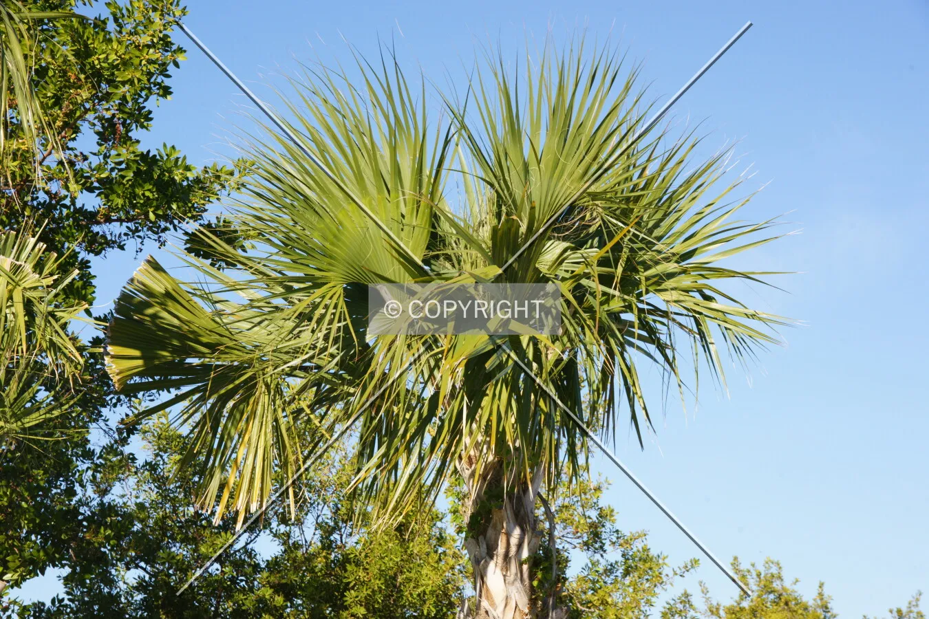 Photo 736-034-574
