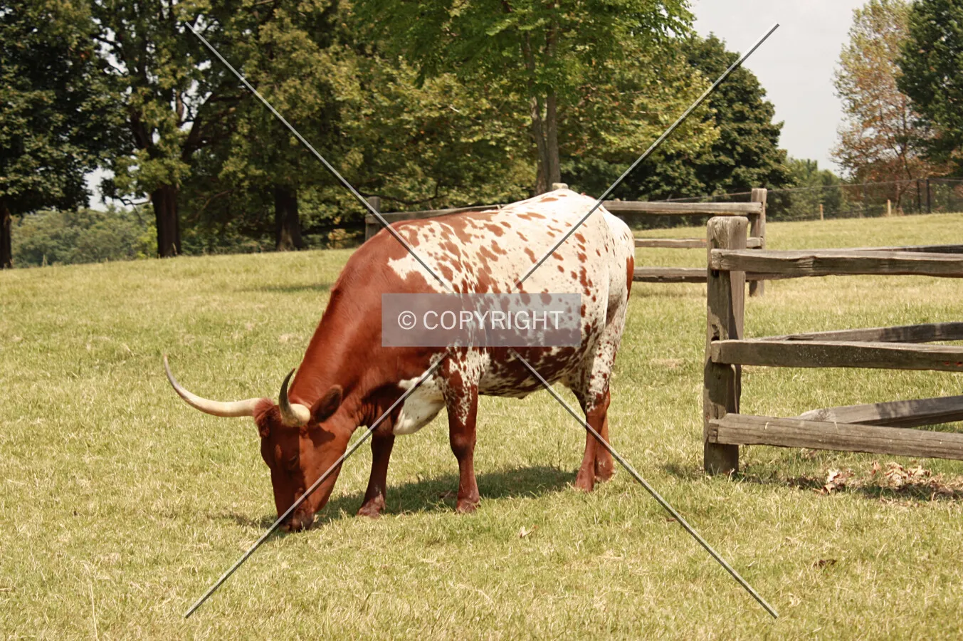 A bull eating grass