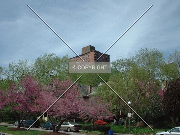 Distant view over the leafing trees, from Laclede Avenue