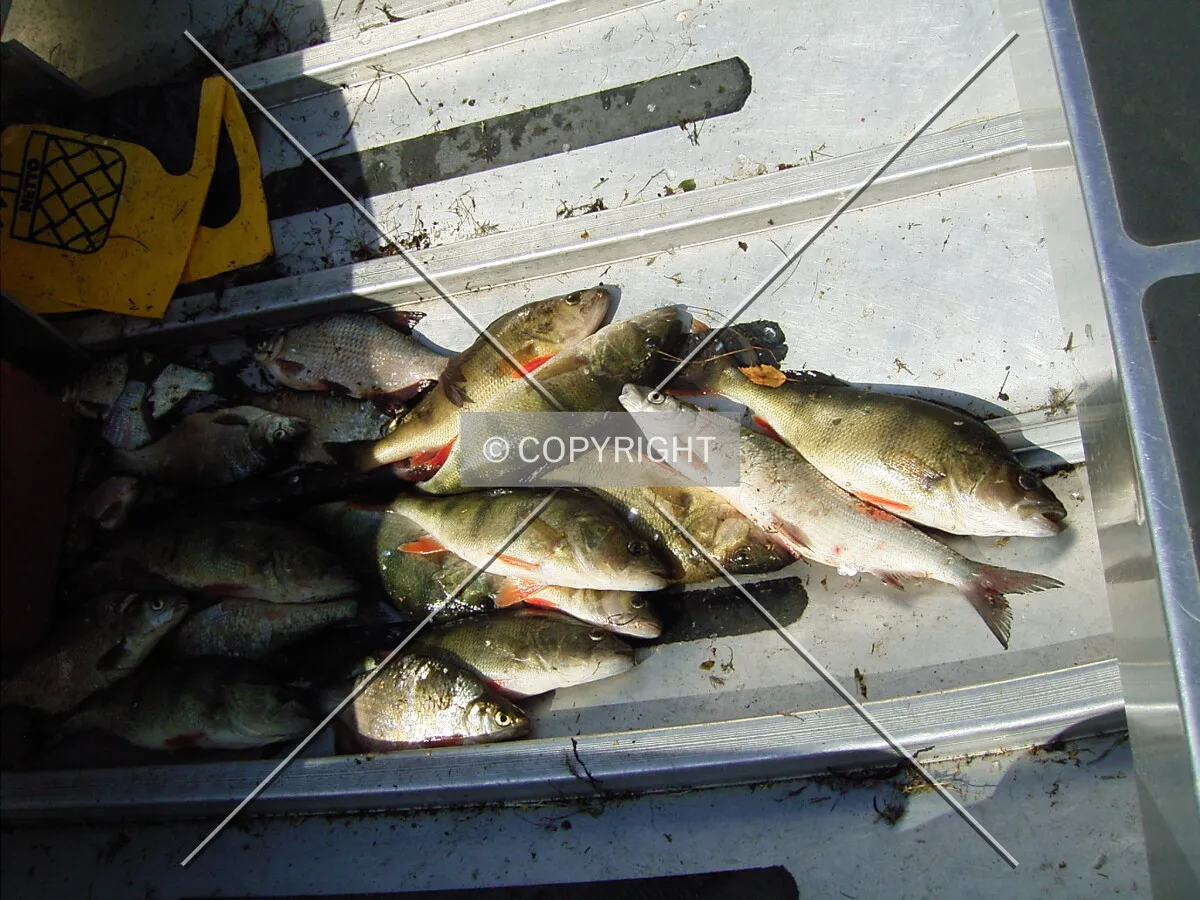 freshly caught perch in a boat