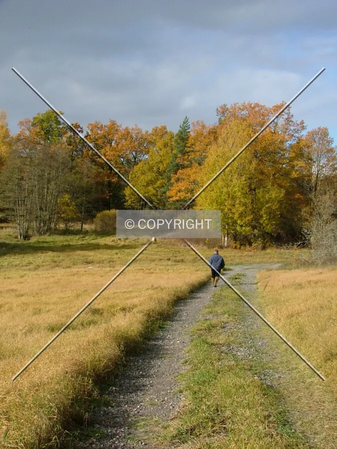 a person walking towards the forest