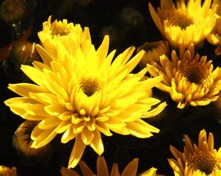 Yellow flowers