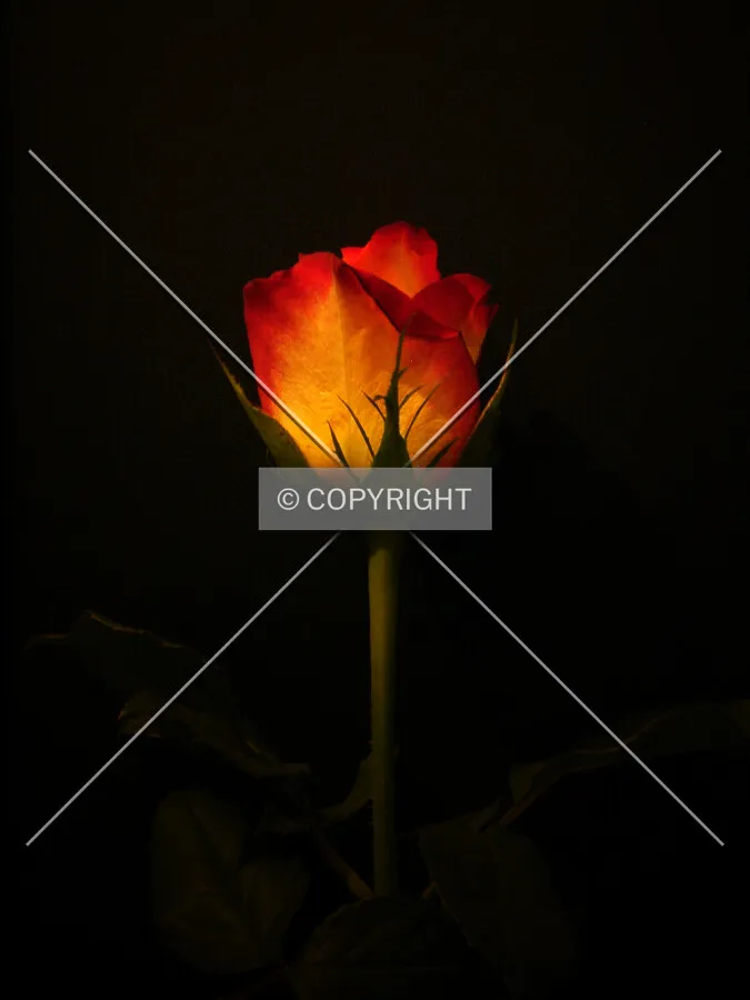 Photo 743-958-107