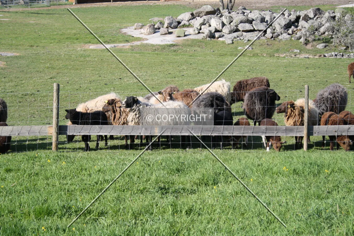 Sheep and a fence