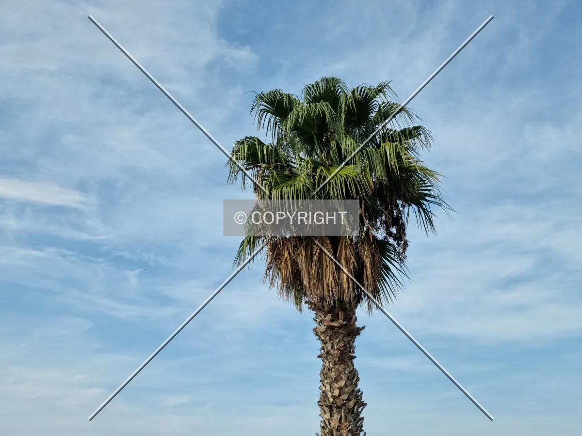 Photo 745-384-546