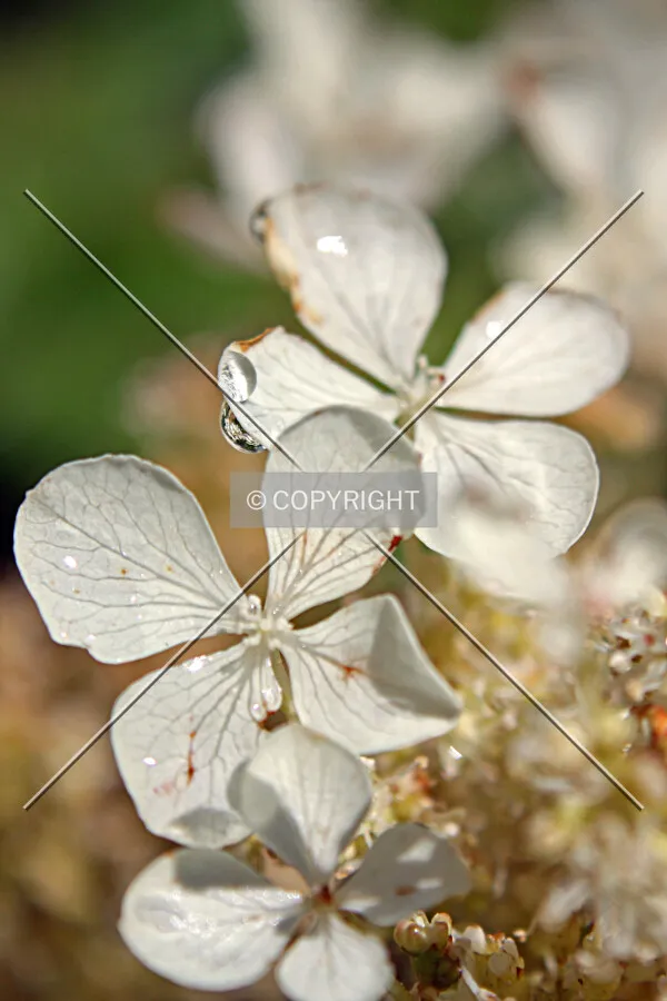 A freshly watered flower