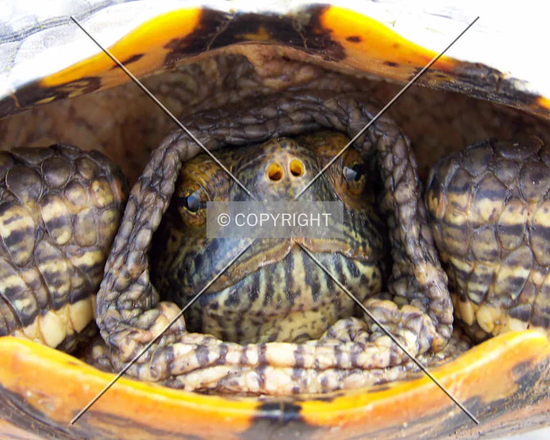 A turtle's head