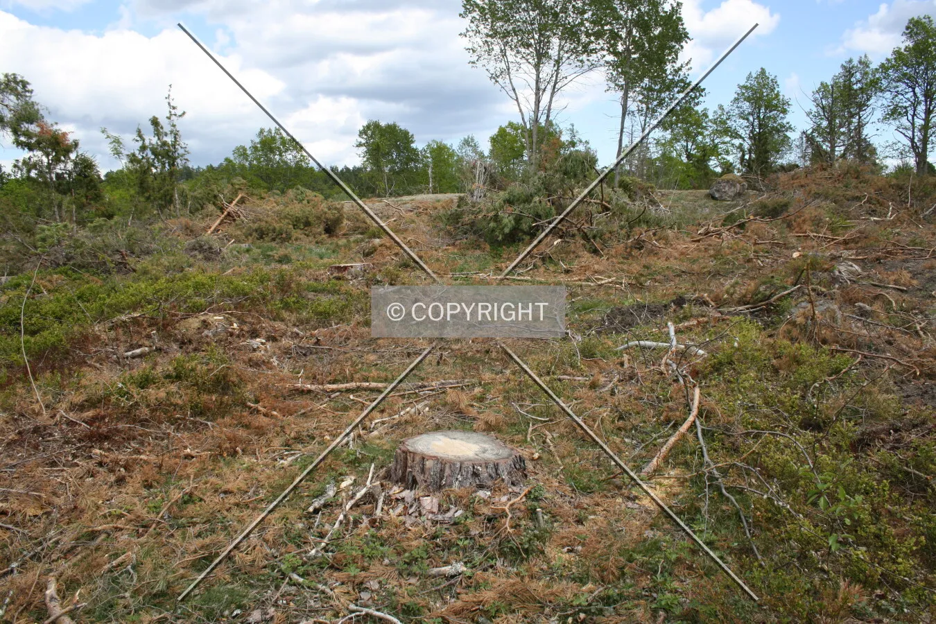 A site where trees were cut