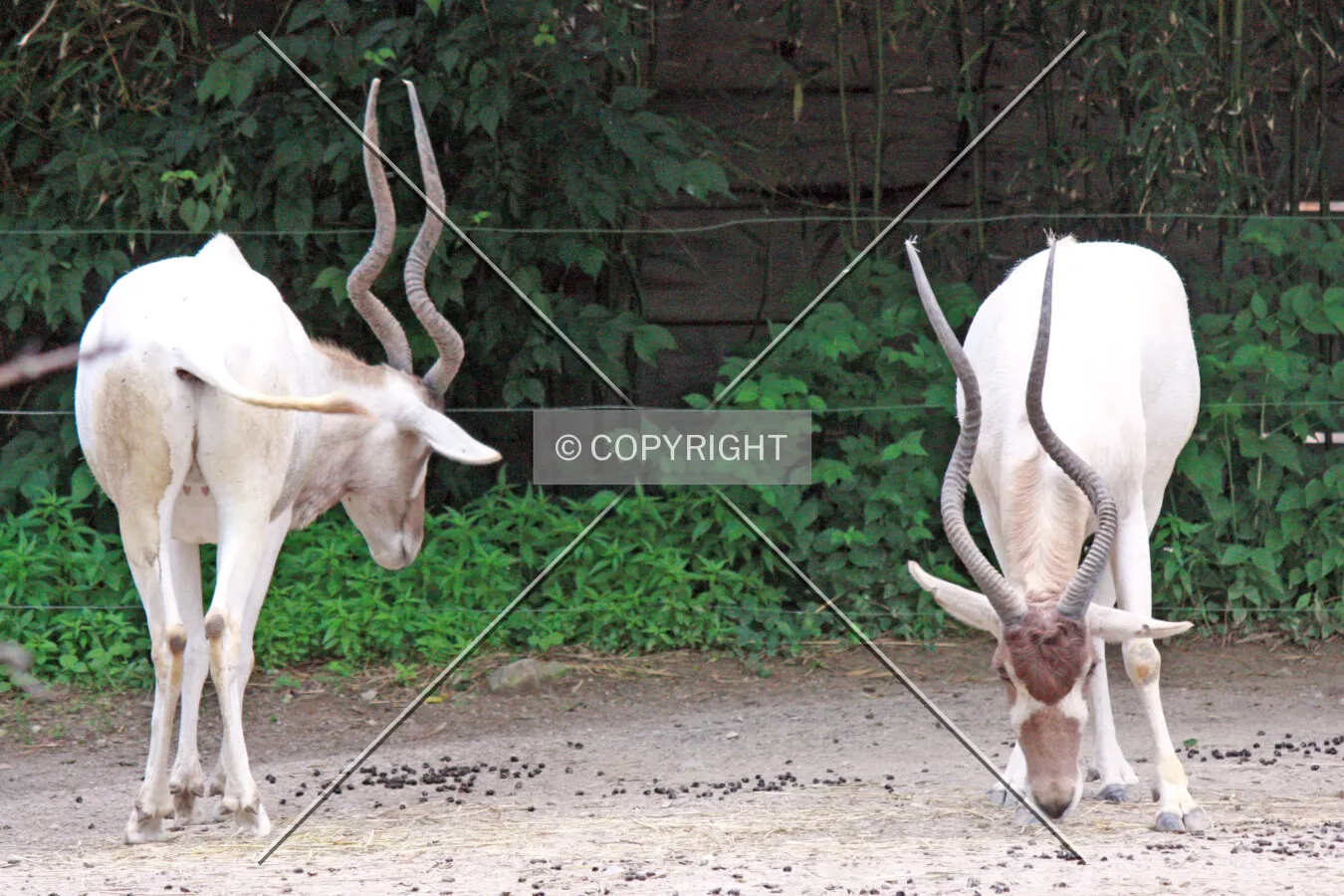 Addax antelope