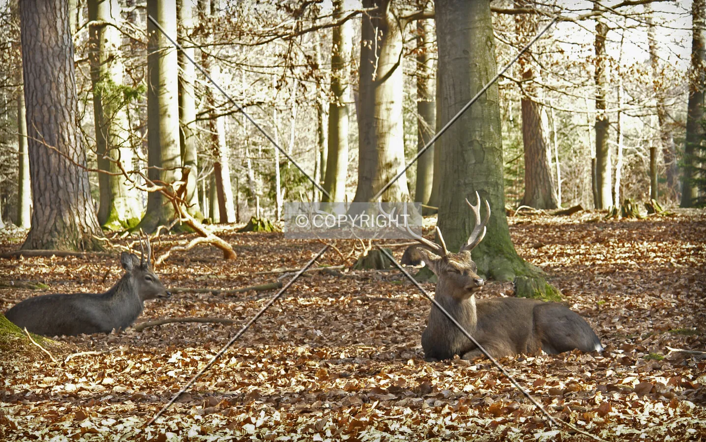 Photo 750-759-531