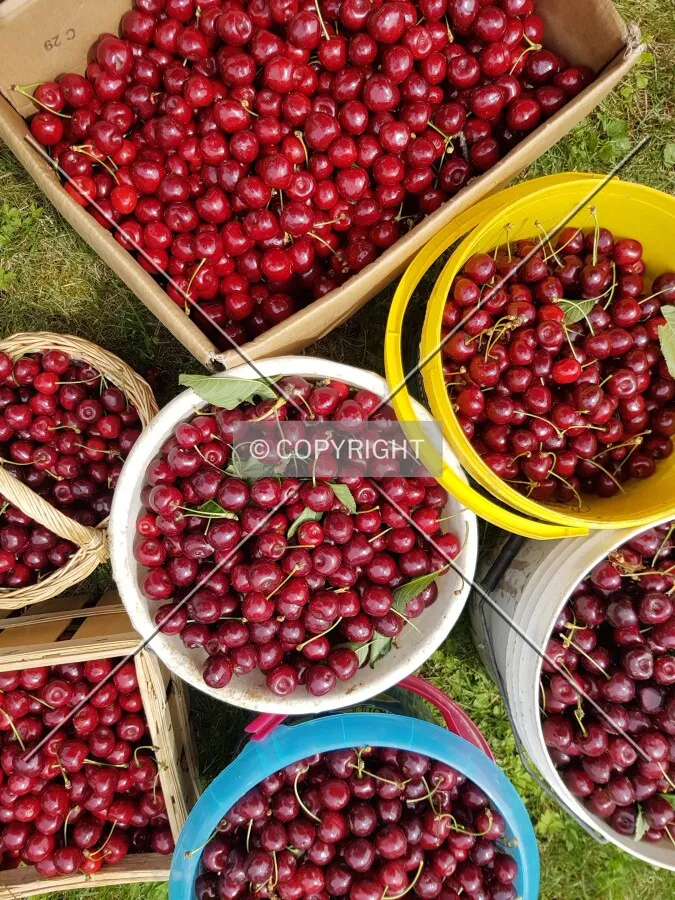Cherries