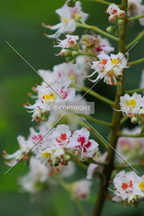 Macro view of a flower