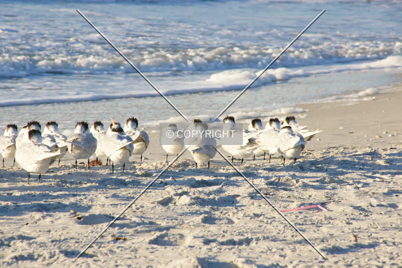 Photo 754-885-431