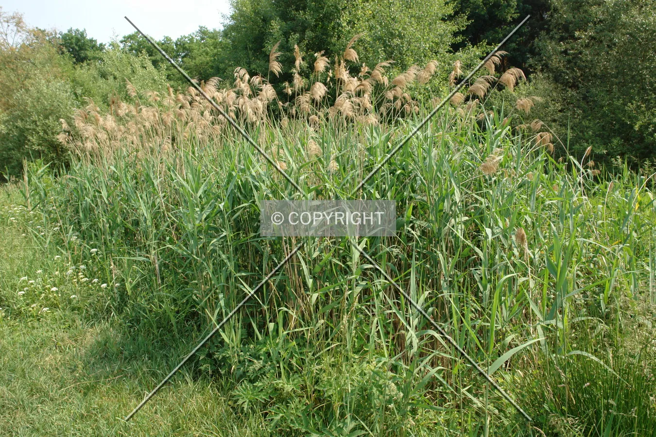 Reed growing next to a creek