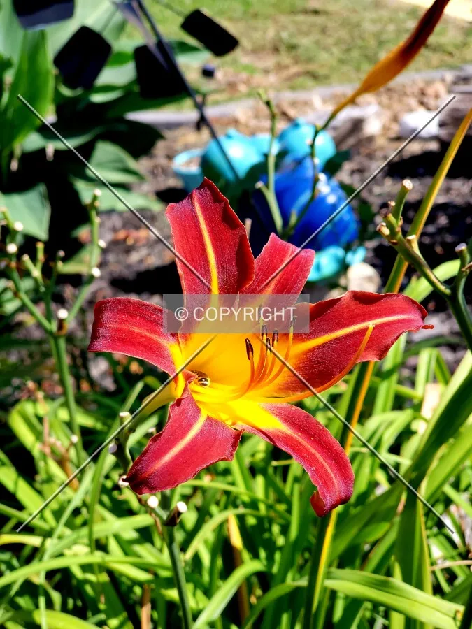 Close-up of a flower in the garden; July 27, 2018