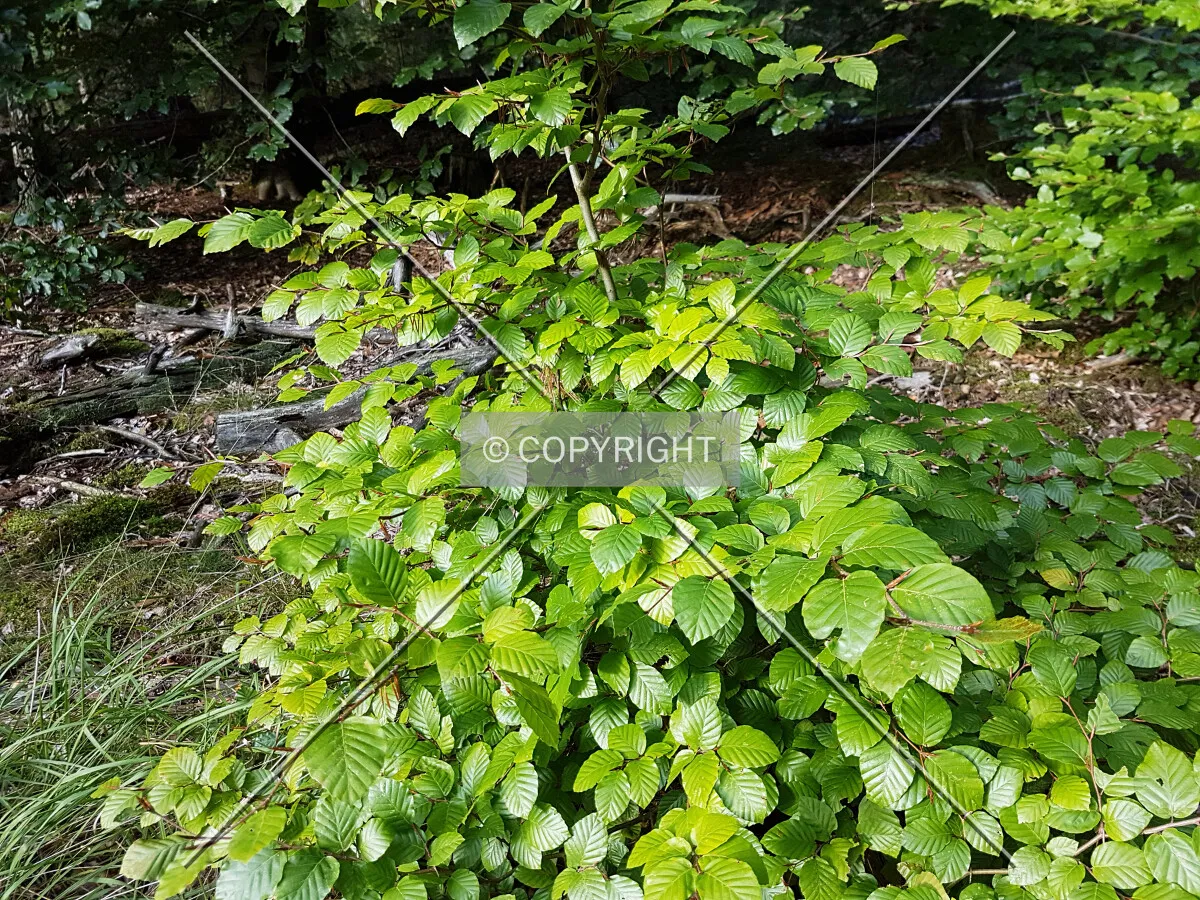 Photo 758-286-330