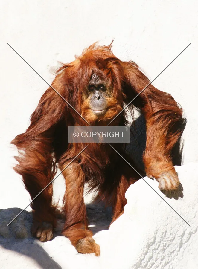 orang-utan white background