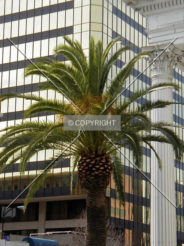 Palm, collonade and glass
