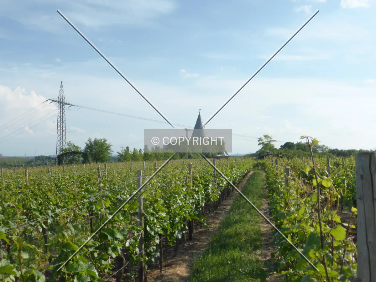 Vineyards around Flörsheim-Wicker